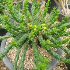 [수암다육] 공작환 랜덤발송 Euphorbia flanaganii 다육 다육이 다육식물 국민다육 다육이키우기 선인장 미니선인장, 1개