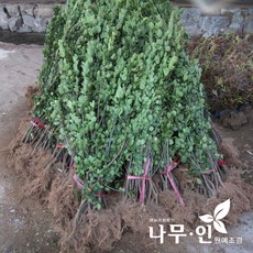 [나무인] 사철나무 생울타리용 10그루