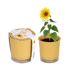 파리해바라기민박