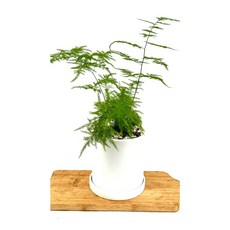 [골든플랜트] 완제품 아스파라거스식물 플랜테리어식물 인테리어식물 아스파라거스 공기정화식물,