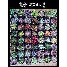 언제나봄 다육식물 중복없이 50 개 랜덤발송, 50개