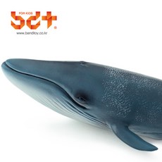 흰수염고래