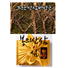 자연산고사리