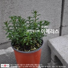 이메리스
