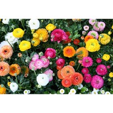 추천2 봄꽃화분