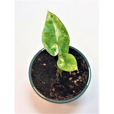 알로카시아마크로리자