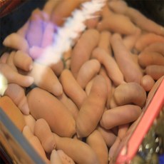 여수아빠다 활 개불 횟감, 1개, 400g (10마리)