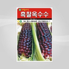 슬로시 열매 씨앗 고추 토마토 콩 씨 종자, 흑찰옥수수100립(아람)