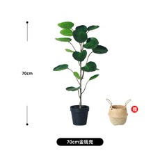 쉐프렐라