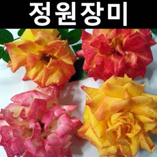 스탠다드형 정원장미(노랑/분홍 혼합) 키1m 화분(개화주)/나무 묘목/꽃나무