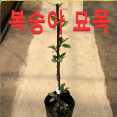 (성실) 복숭아묘목 천홍(천도) 접목1년(포트) 2그루