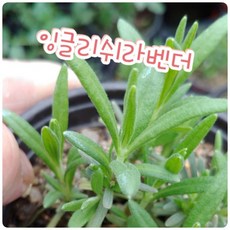 꽃나라엘리스 잉글리쉬라벤더-영국에서 가장 많이 식재되는 잉글리쉬 라벤더(English Lavender)입니다.