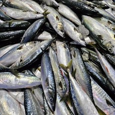 제주 순살고등어 15팩 가시없는 손질 제주고등어 저염 아이반찬, 1.제주산 순살고등어 80g(15팩), 15개