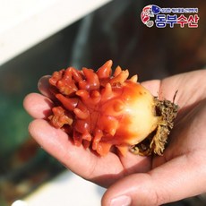 싱싱한 국산 멍게 1kg 멍게회 멍게무침 통영멍게, 1개, 국산활멍게1kg