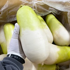 제주도 특품 월동무 제주에서 자란 국내산 겨울햇무 겨울무, 1개, 약1kg내외