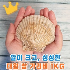 대왕참가리비