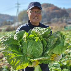 충북 괴산 절임배추 20kg (8~12포기), 1박스, 3일 내