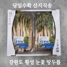 [당일수확 산지직송] 강원도 횡성 눈꽃 땅두릅 제철 봄나물