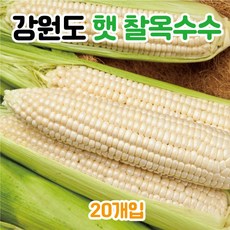 영월옥수수