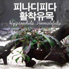 하이그로필라 피나디피다 활착유목