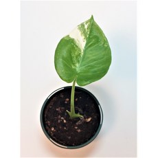 알로카시아마크로리자