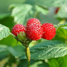 생딸기프레지에케이크