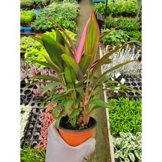 이너프바이제이