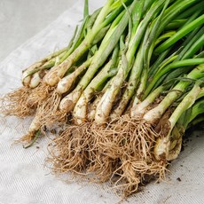 쪽파 제철 깐쪽파 실파 1kg 흙쪽파, 깐쪽파 1단(1kg 내외), 1개