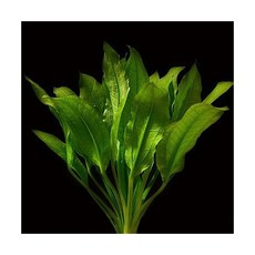 아마존소드플랜트