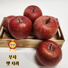 [산지직송] 청송 꿀 사과 (중과)2kg 3kg 5kg 10kg 가정용 선물용, 06. 선물용 3kg, 1박스