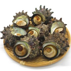 뿔소라 남해산 1kg(7-10미), 1세트, 1kg