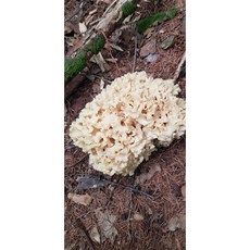 자연산꽃송이버섯가격