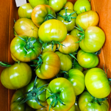 짭짤이토마토  8brix 농협인증 짭짤이 토마토 로얄과 1개 2.5kg(M-L) 