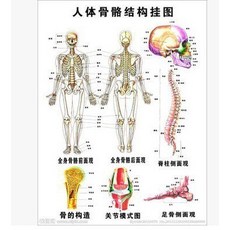 인체장기위치 사람내장구조 해부도 뼈구조 모형 내부 장기가있는 ENOVO 인체 근육 해부학 구조 조직 피트니스 운동, 그림