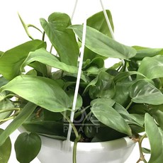 옥시카르디움(대품)-공기정화식물/공중걸이/수경재배