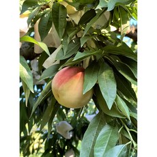 복숭아아셀농장 / 옥천 복숭아 백도 딱딱한 천하제일도 / 4kg / 추석선물 추석과일, 1박스, 14~15과