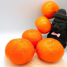 제주레드향 5kg 프리미엄 귤한박스 맛있는 당도높은 제주밀감 제주도레드향, 단품, 단품