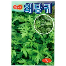왜당귀 3g - 왜당귀 씨앗 종자, 1개
