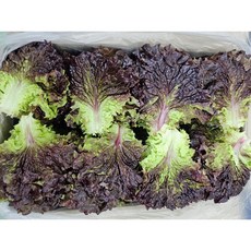 국내산 꽃상추 300g 500g 1kg, 참여, 1개