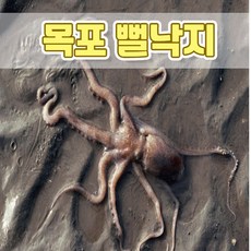 [신안/목포]청정갯벌 생물 세발낙지(한입거리) 20마리 타우린 과 각종 아미노산 및 무기질이 풍부한 보양식품, 1개