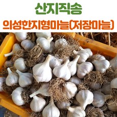 단양씨마늘