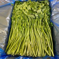 김해미나리뿌리