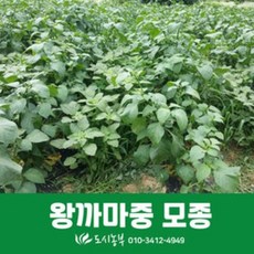 왕까마중