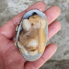 남해안왕바지락 깐바지락살 활바지락, 남해안 자연산 바지락살 500g