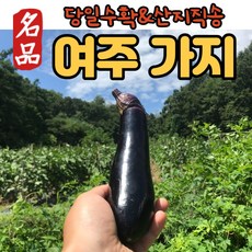 가지이모토지로