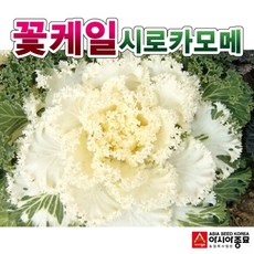 카모메눈꽃빙수