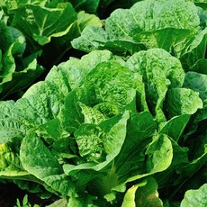제철맞은 국내산 생 봄동배추 1kg/2kg/3kg, 2kg (7-12입)