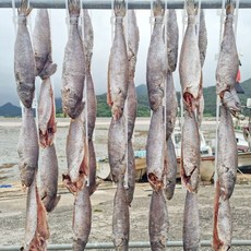 다랑가지 국내산 손질 반건조 민어 특대 350g 이상 3마리, 반건조 민어 특대 3마리, 2개