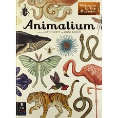 Animalium, Big Picture Press