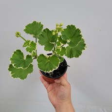 화이트링제라늄